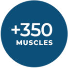 350_muscles 350_muscles