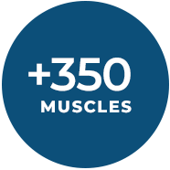350_muscles